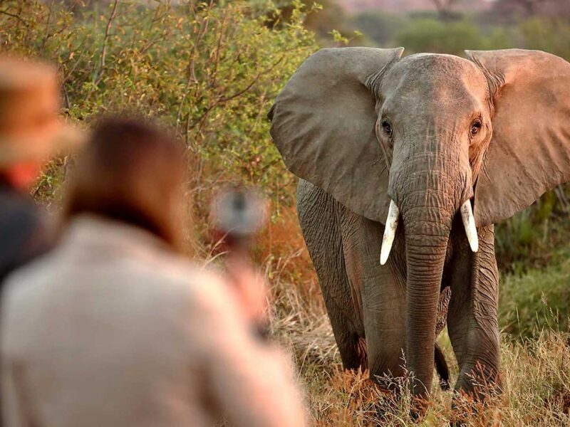 Uganda BIG 5 Safari