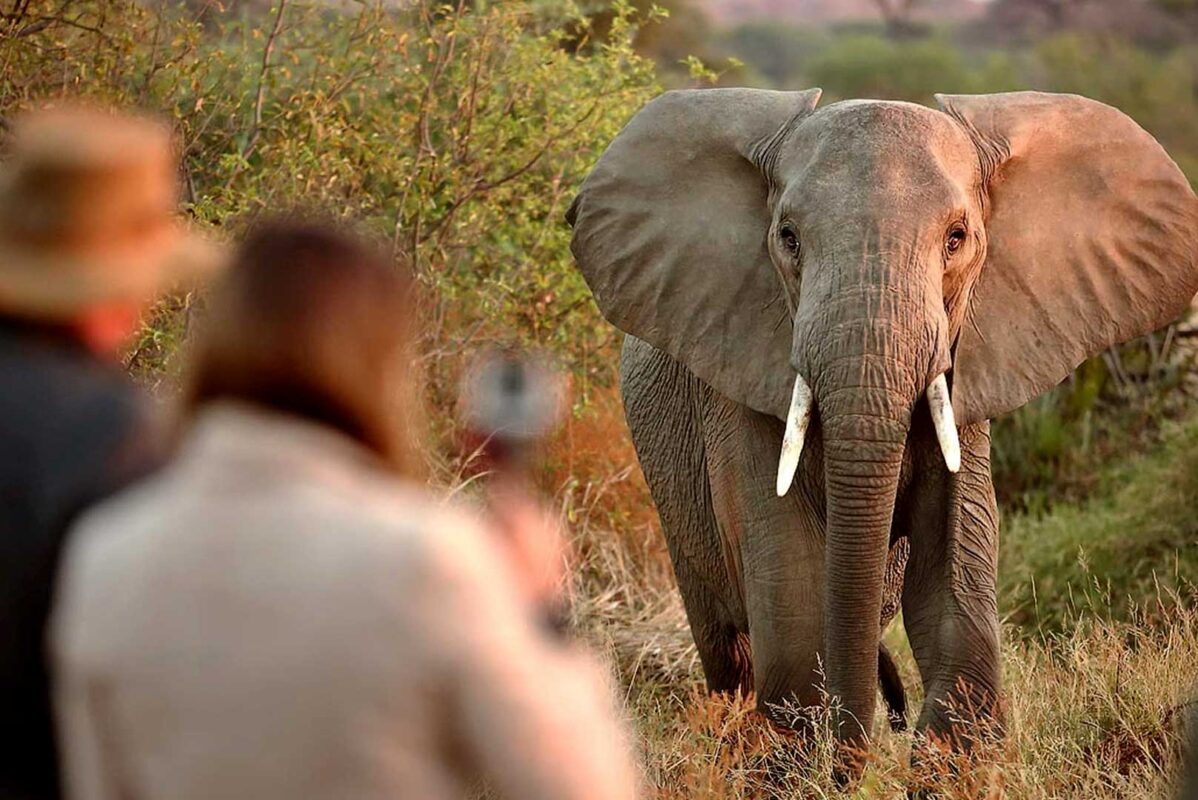 Uganda BIG 5 Safari