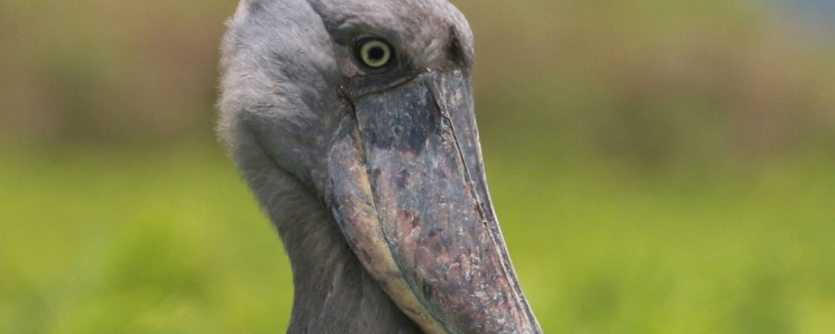 Uganda Wildlife Safaris