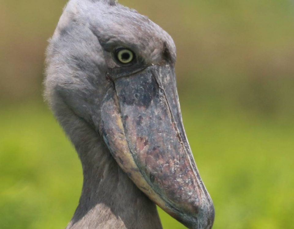 Uganda Wildlife Safaris