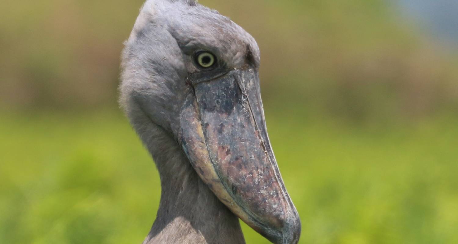 Uganda Wildlife Safaris