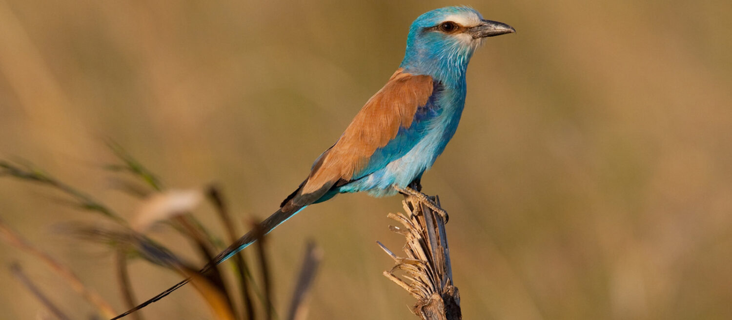 Birding in Uganda