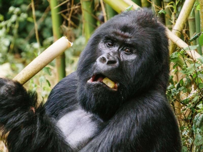 Rwanda Gorilla Trekking Experience