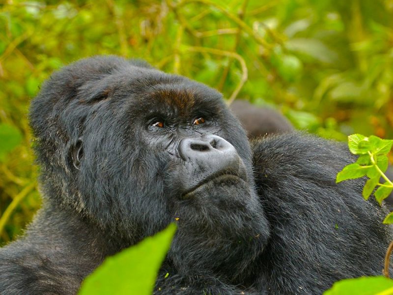 Uganda Gorilla Tours