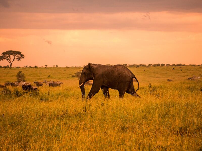 Wildlife Luxury Fly-in Safari Uganda