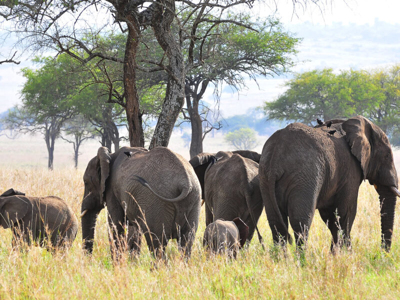 Murchison Falls wildlife safaris