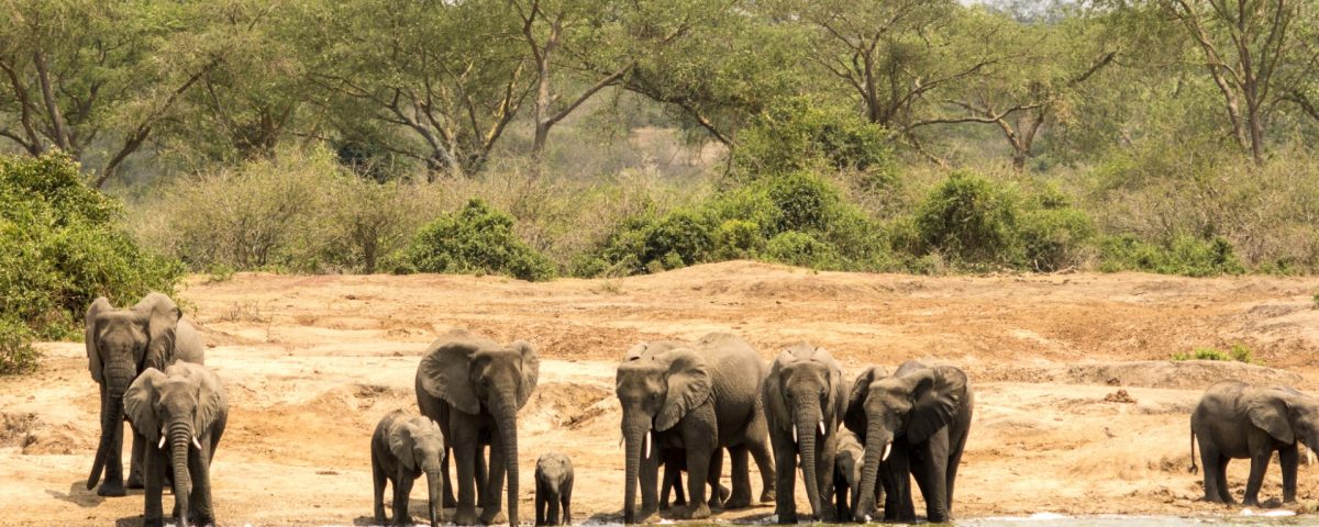 How Do You Prepare for Wildebeest Migration Safari?