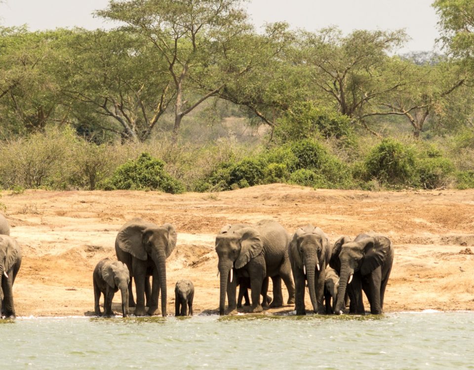 How Do You Prepare for Wildebeest Migration Safari?