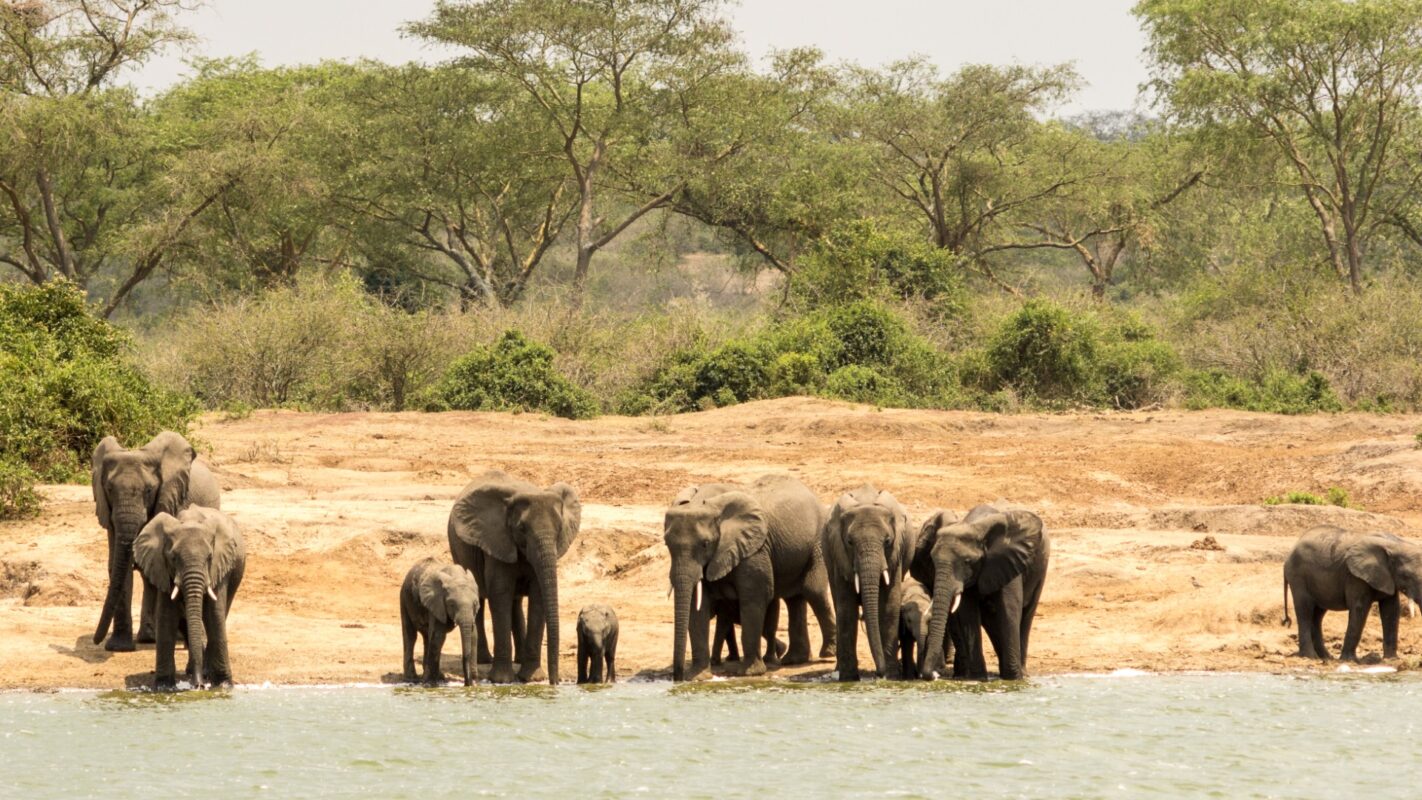 How Do You Prepare for Wildebeest Migration Safari?