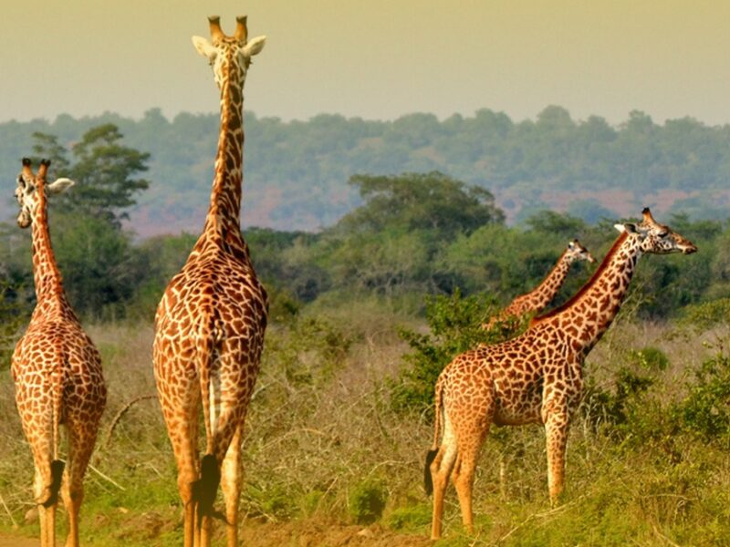 Murchison Falls safari Uganda