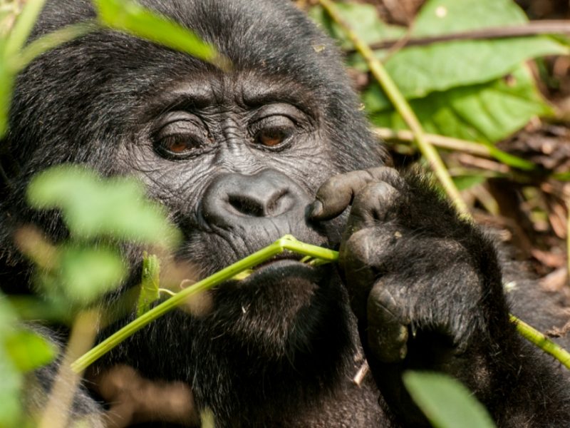 Rwanda Gorilla Trekking Experience safari