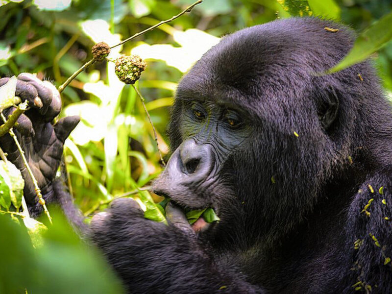 Chimpanzee Trekking in Uganda