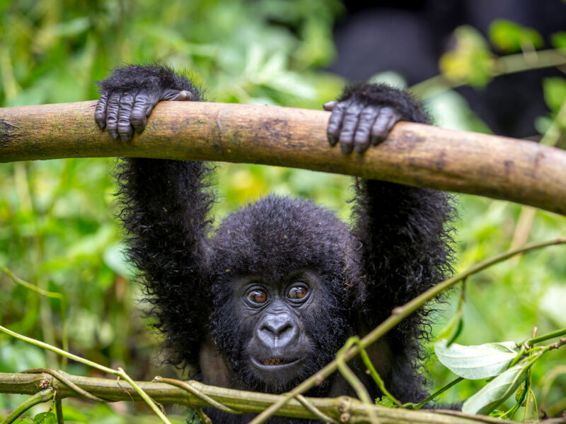 Gorilla Trekking Safari