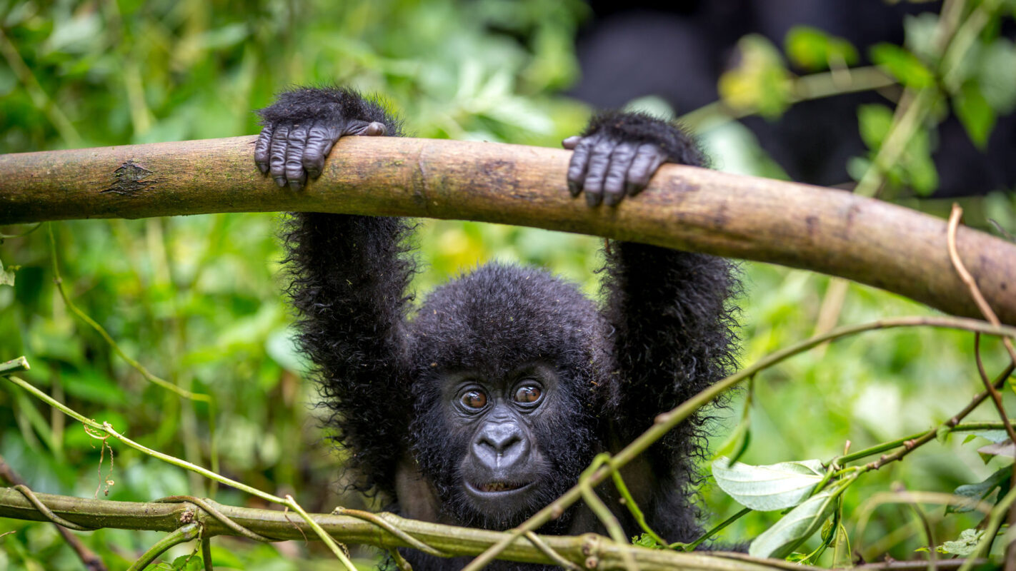 Gorilla Trekking Safari