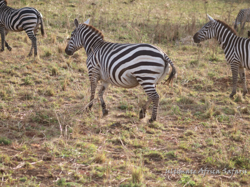 Akagera Wildlife Safari Rwanda