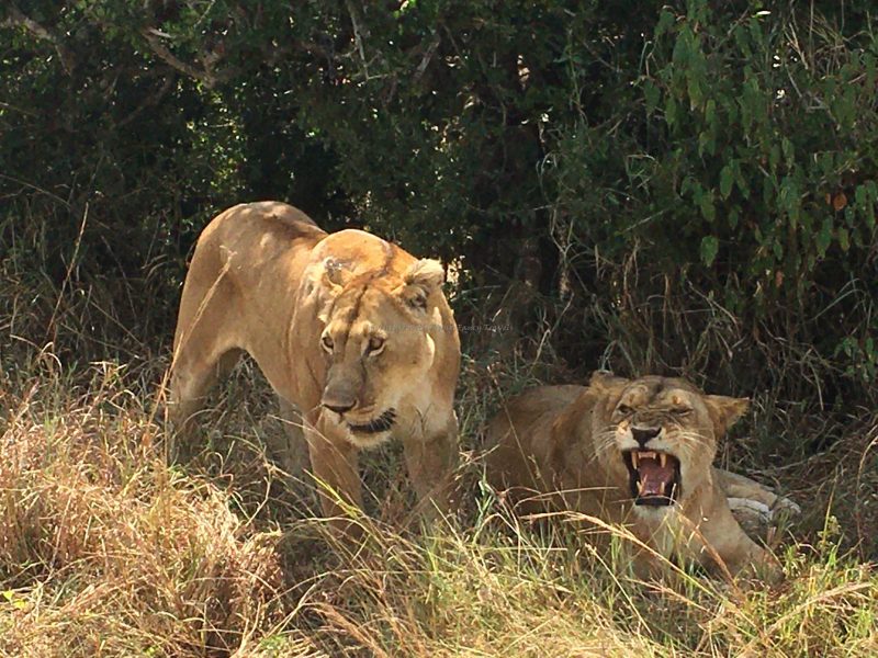 Tanzania Wildlife Tour