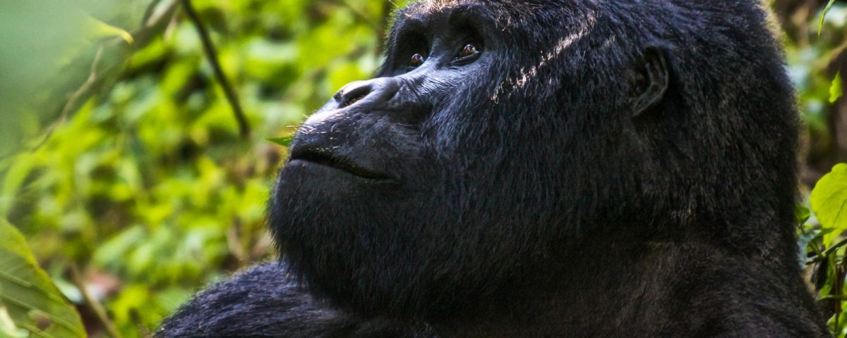 Is Rwanda Better Than Uganda for Gorilla Trekking?