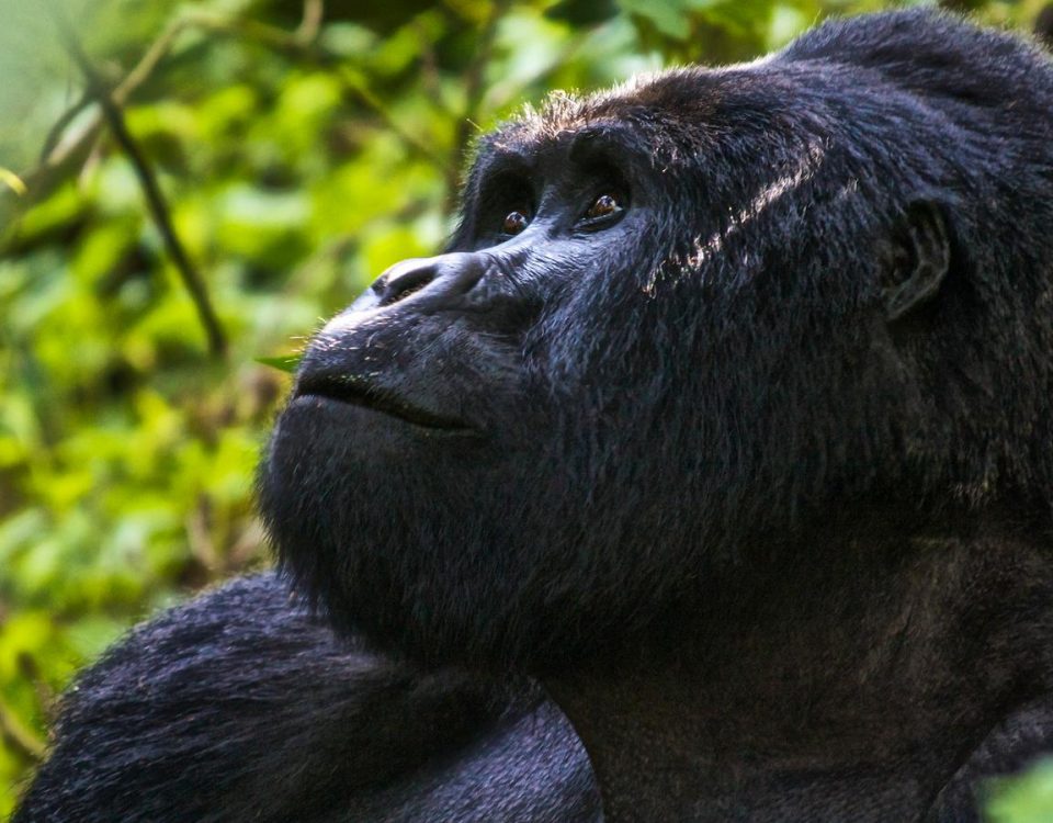 Is Rwanda Better Than Uganda for Gorilla Trekking?