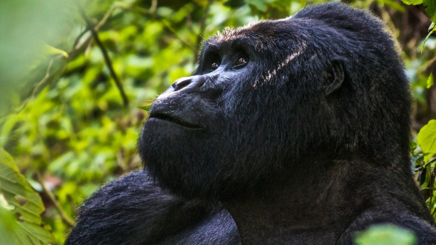 Is Rwanda Better Than Uganda for Gorilla Trekking?