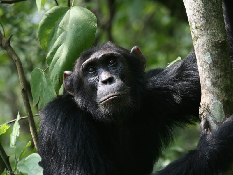 Chimpanzee Trekking Safari to Uganda