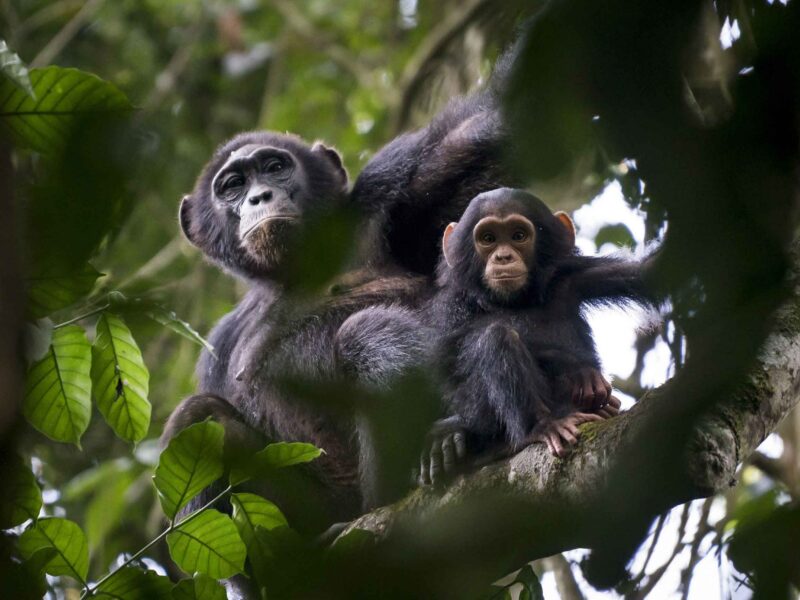 Rwanda Wildlife Safari Holiday