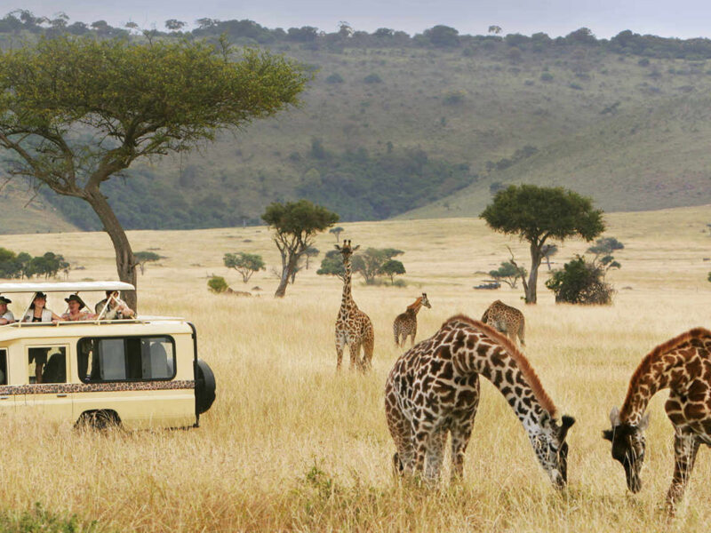 Kenya Wildlife Safari