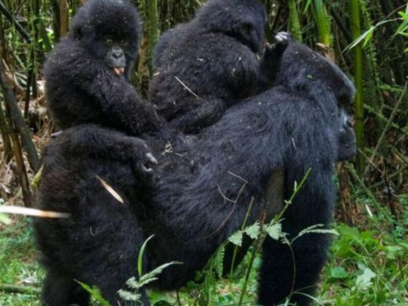 Gorilla Trekking Tour Uganda