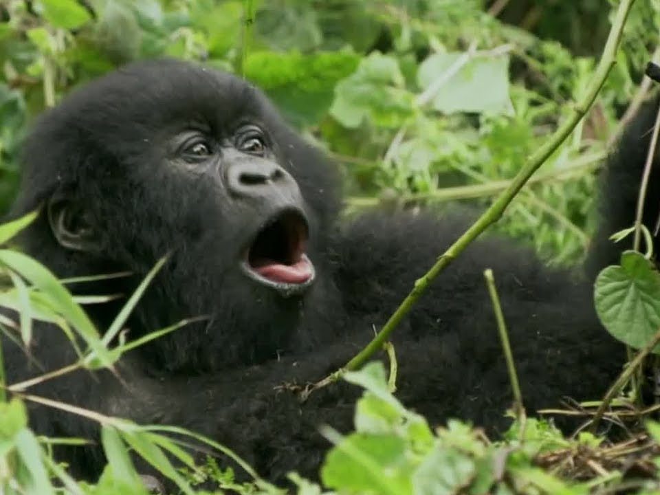 Gorilla Trekking Safaris Rwanda