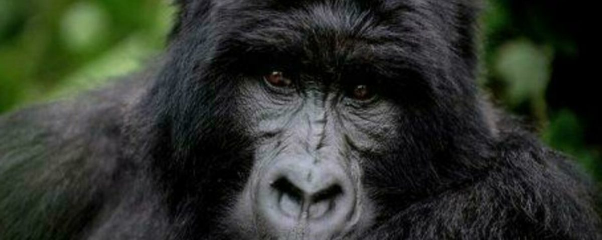 Why Is Gorilla Trekking in Rwanda So Expensive?