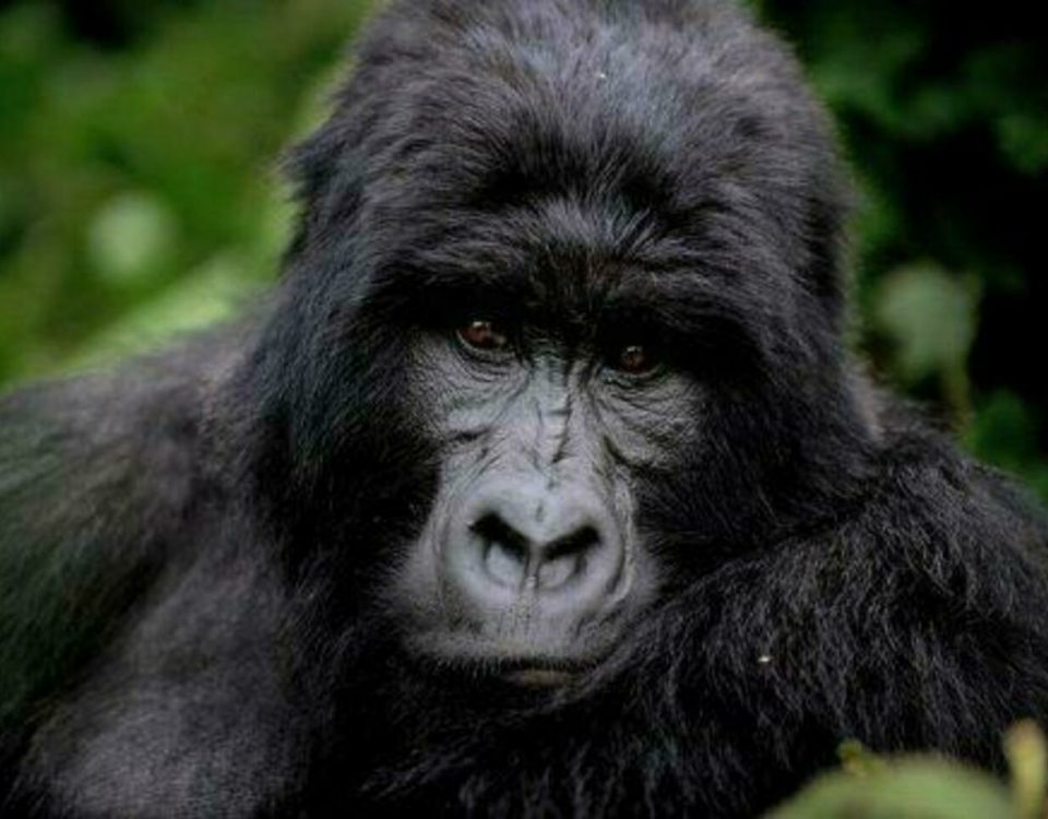 Why Is Gorilla Trekking in Rwanda So Expensive?