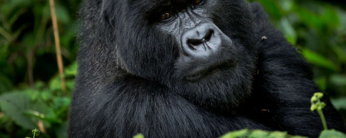 How Do You Prepare for Gorilla Trekking?