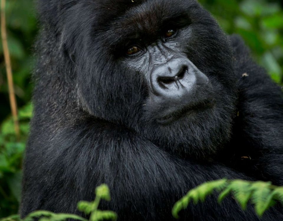 How Do You Prepare for Gorilla Trekking?
