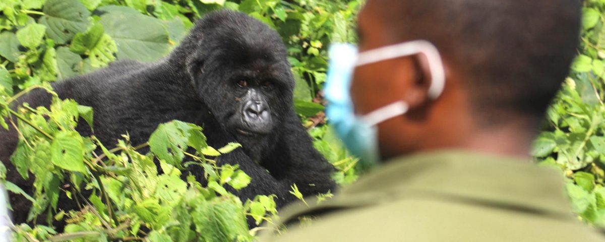 How Safe Is Gorilla Trekking in Rwanda?