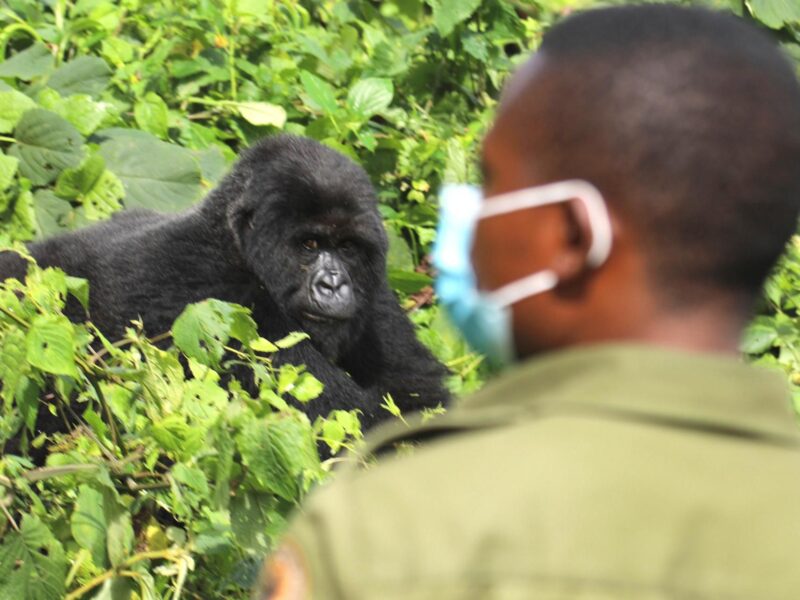 Rwanda Safari Tour