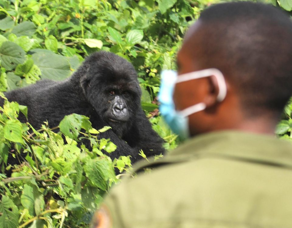 How Safe Is Gorilla Trekking in Rwanda?