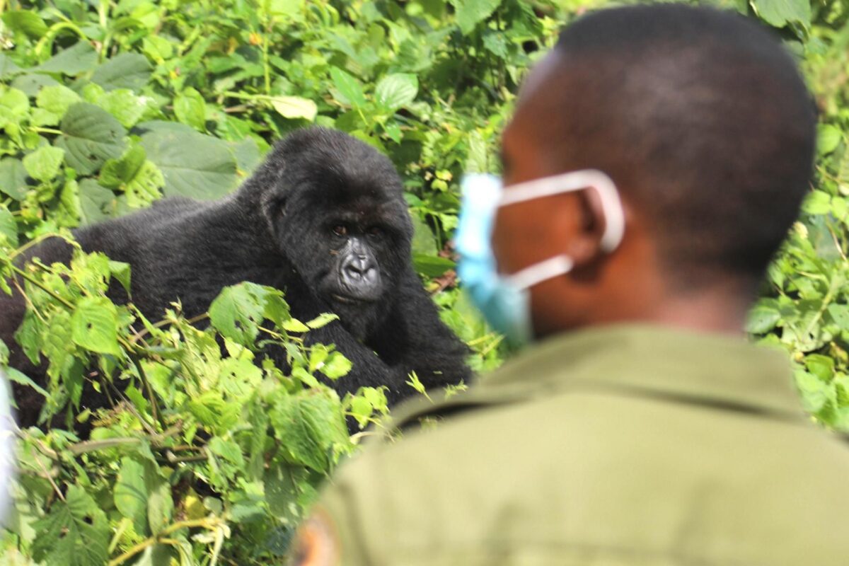 How Safe Is Gorilla Trekking in Rwanda?