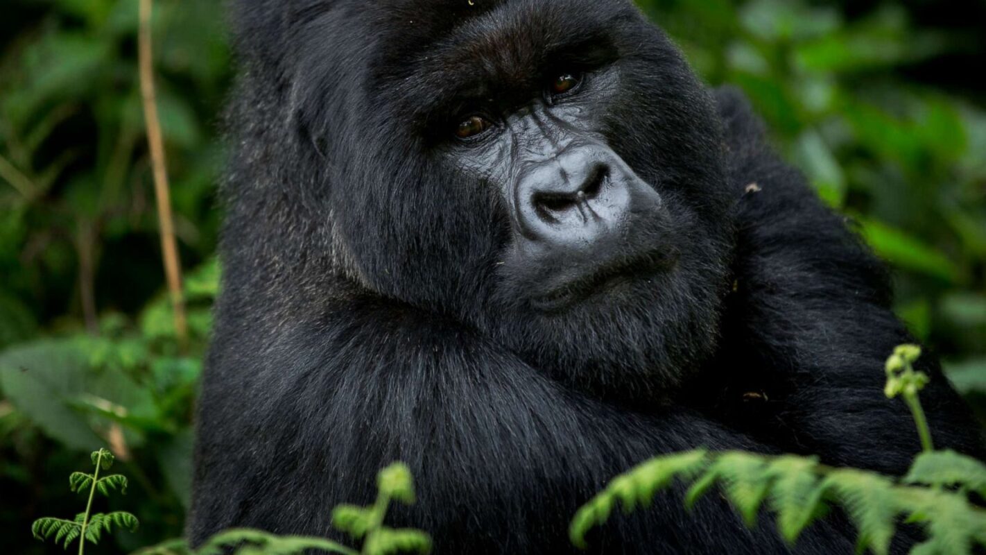 How Do You Prepare for Gorilla Trekking?