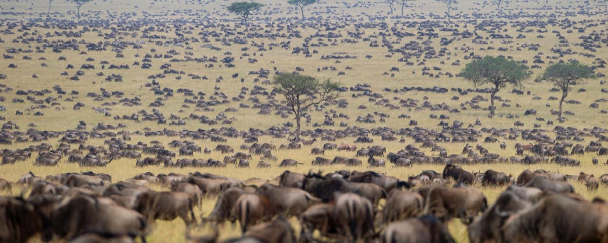 Why Are Wildebeest Migration Safaris So Expensive?