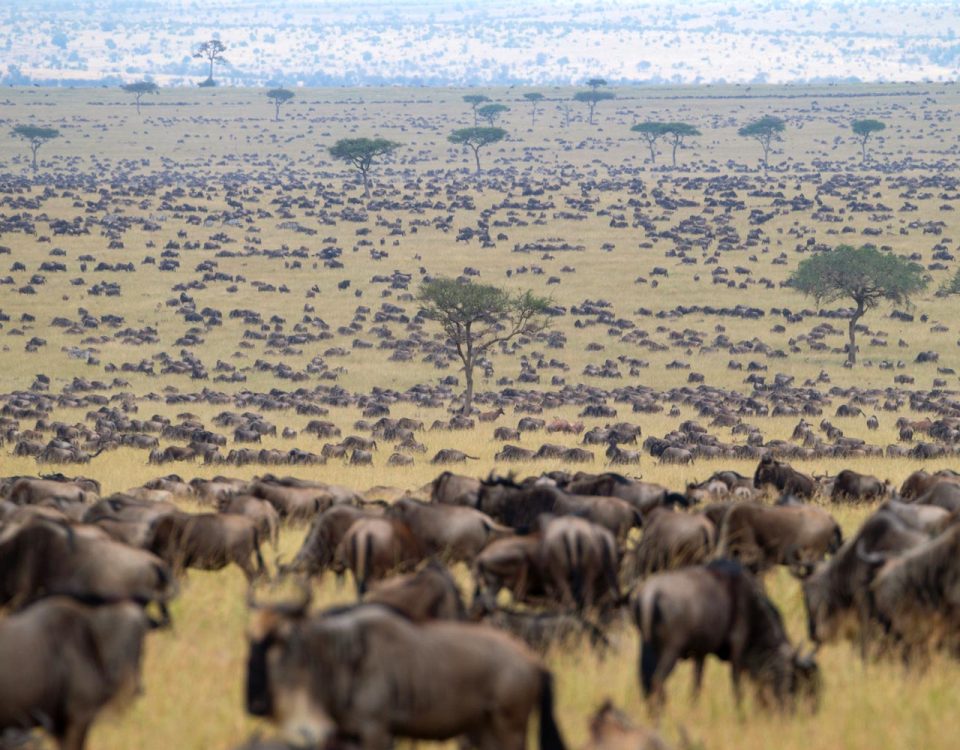 Why Are Wildebeest Migration Safaris So Expensive?