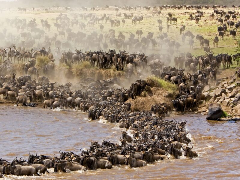 Maasai Mara Safaris Kenya