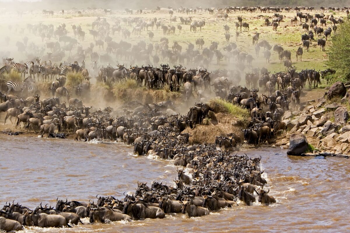 Maasai Mara Safaris Kenya