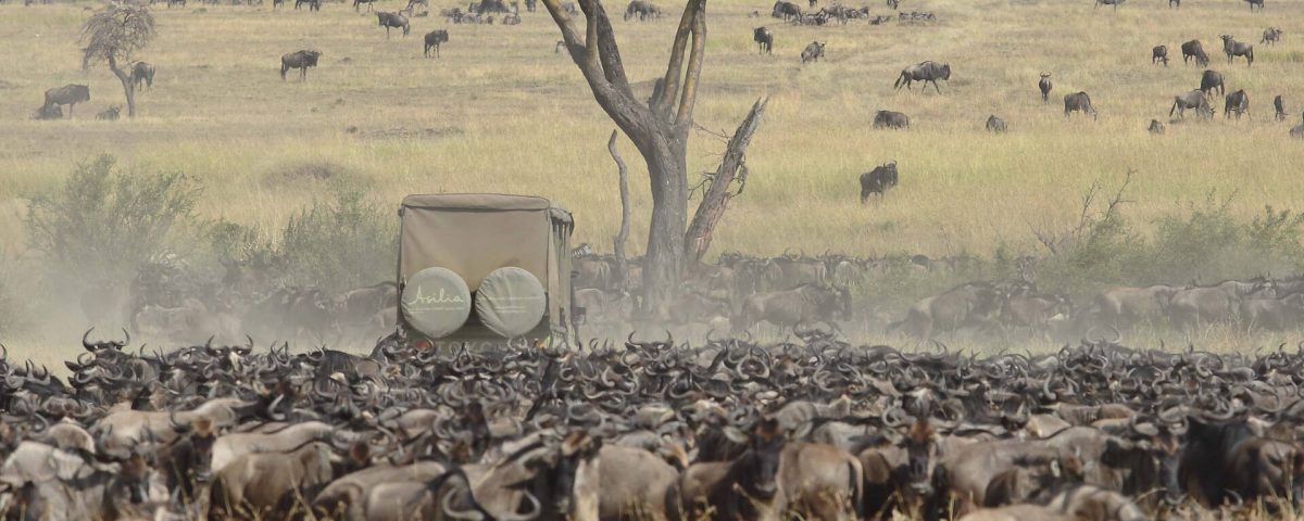 Where Is the Cheapest Place to See Wildebeest Migration Safari?