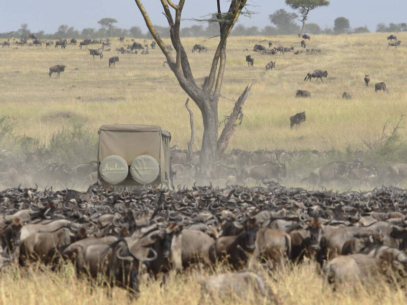 Masai Mara Kenya Safari