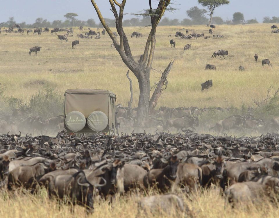 Where Is the Cheapest Place to See Wildebeest Migration Safari?