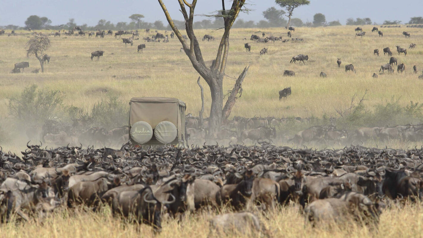Where Is the Cheapest Place to See Wildebeest Migration Safari?