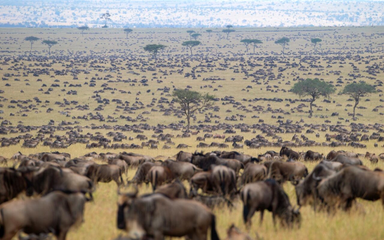Why Are Wildebeest Migration Safaris So Expensive?
