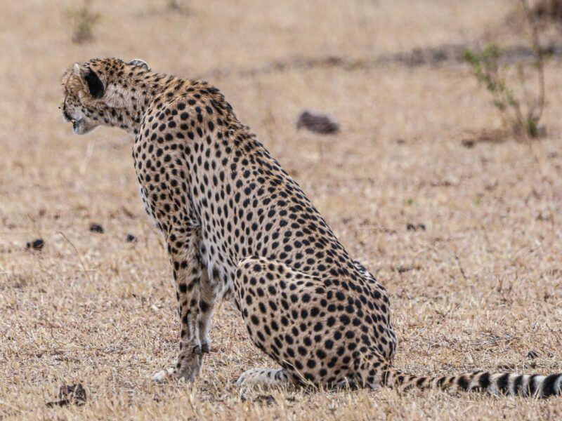 12 Days Tanzania Safari