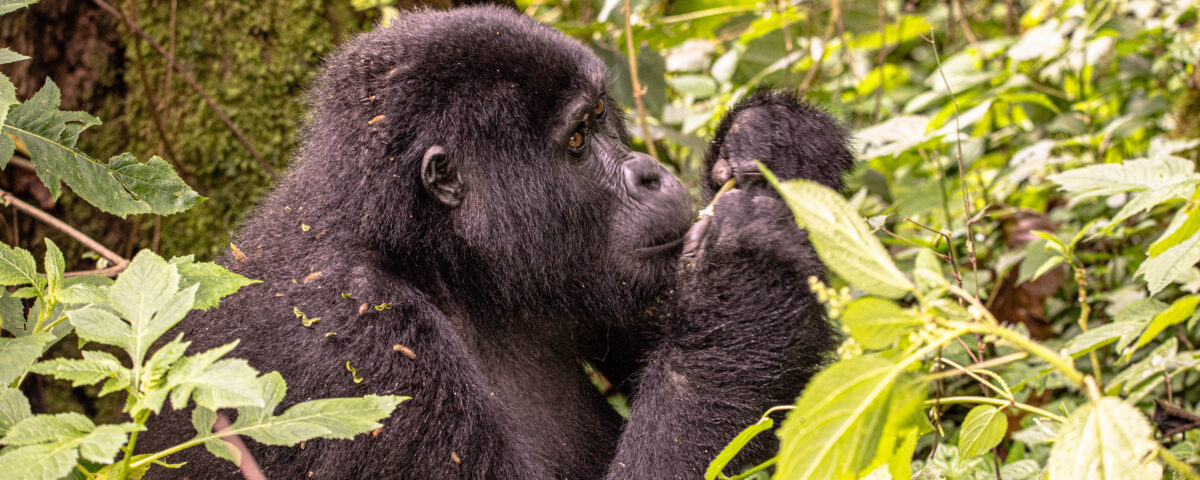 Why Is Gorilla Trekking So Expensive?