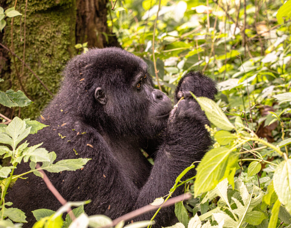 Why Is Gorilla Trekking So Expensive?