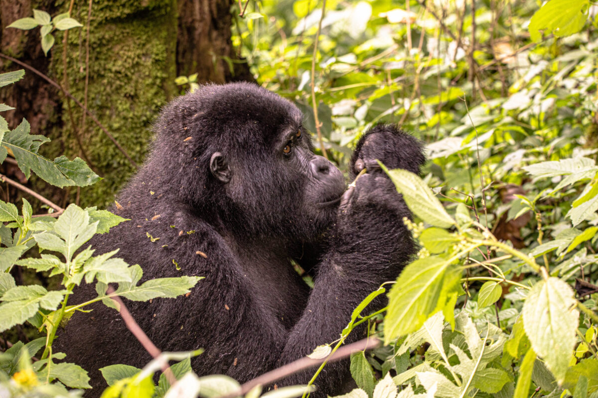Why Is Gorilla Trekking So Expensive?